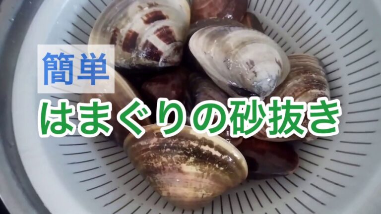 はまぐりの砂抜き【簡単】　あさりの砂出し　潮干狩りで採った貝を簡単に砂抜き　塩抜き　蛤　ハマグリ　アサリ　貝　魚介　料理　主婦