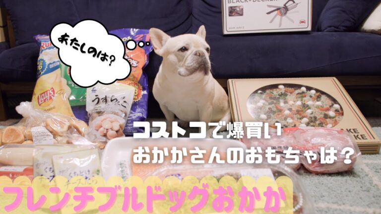 フレンチブルドッグ用におもちゃ探しにコストコ行ったら大量に買いすぎた【フレンチブルドッグ】【frenchie】457