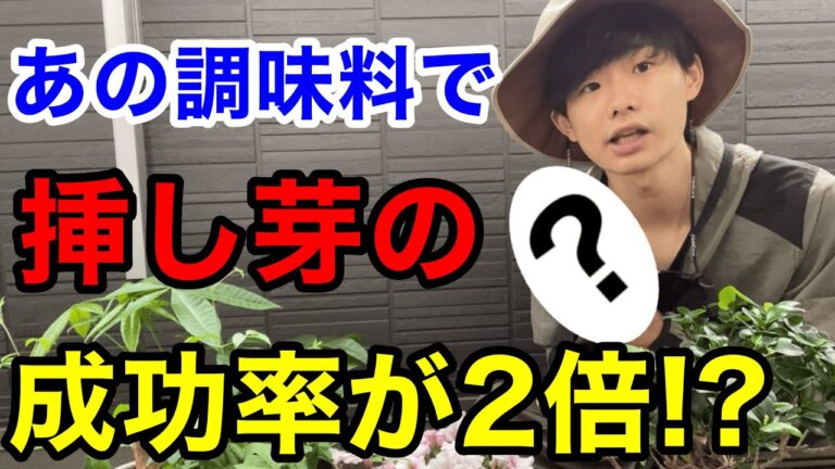 【発根剤は買っちゃダメ！】どの家庭にもある〇〇で挿し芽、挿し木の成功率アップする方法を教えます【園芸】【ガーデニング】【家庭菜園】