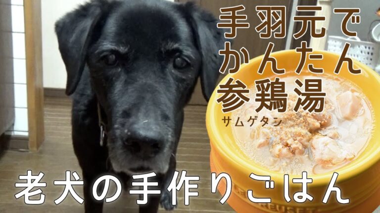 老犬の手作りごはん | 手羽元でかんたん参鶏湯（サムゲタン）