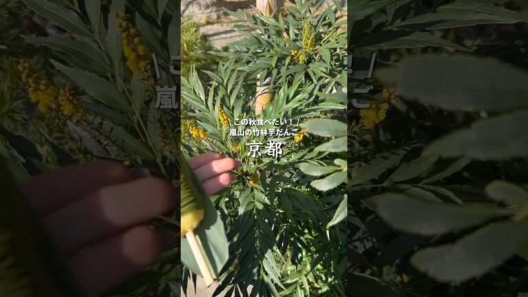 嵐山食べ歩きにおすすめの抹茶芋団子！