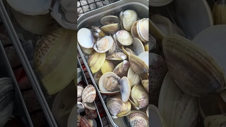 あさりとハマグリの白ワイン蒸し#shorts #あさり#ハマグリ