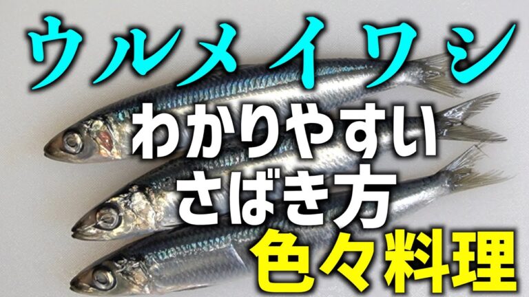 ウルメイワシ