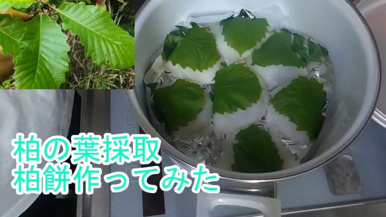 【お菓子作り】上新粉100％でつくる柏餅
