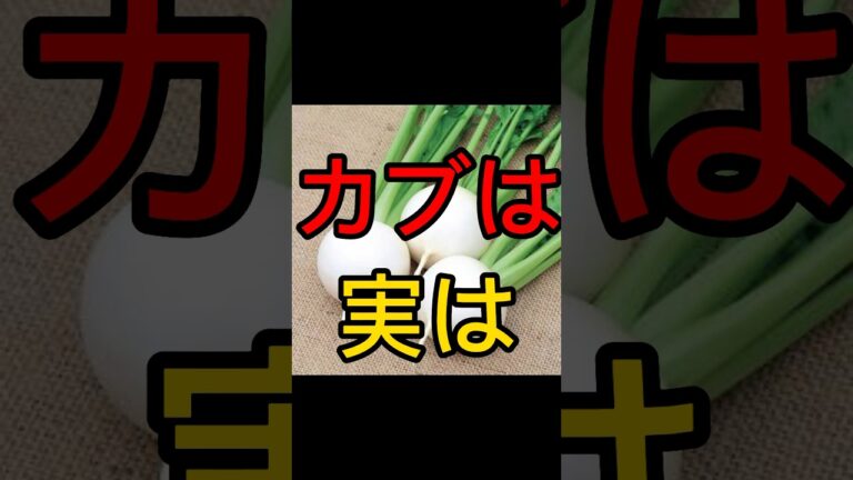 カブは実は #豆知識 #food #グルメ #cooking #料理 #japanesefood
