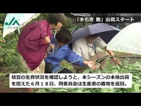 静岡県内ＪＡで初 レンジで時短調理　枝豆の新ブランド「手もぎ 雅」