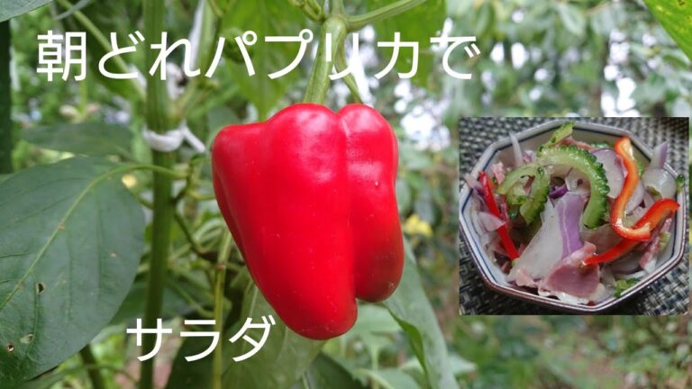 9月20日朝ごはん🍚朝どれパプリカでサラダ