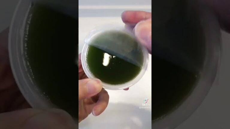 抹茶味のわらび餅【和菓子】