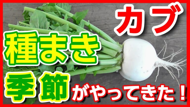 カブの育て方のコツ・秋の種まき【家庭菜園初心者向け】