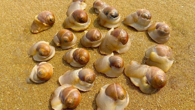 Cat's Eye Snails & There are many Cat's Eye Snails that burrow into the sand and have long legs!