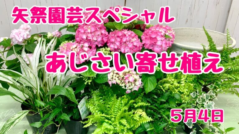 矢祭園芸スペシャルアジサイでプランツギャザリング