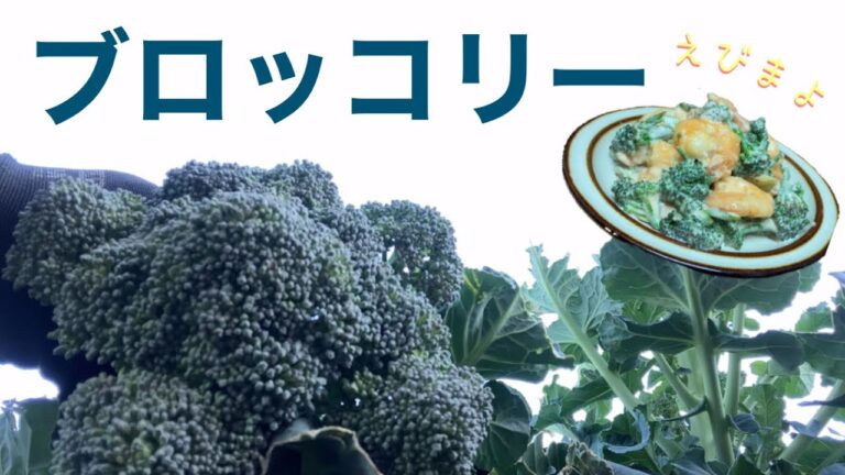 ブロッコリーえびマヨ　Grilled shrimp with mayonnaise dressing