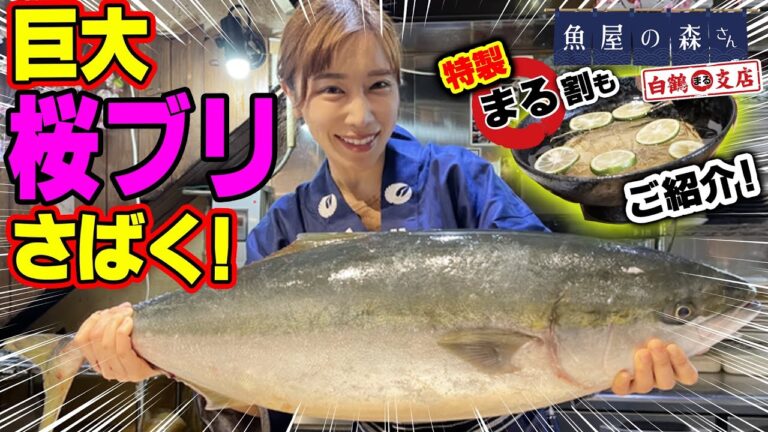 【魚屋の森さん】巨大ブリをさばく！春が旬の桜ブリをこってり照り焼きに！特製まる割で頂きます！【桜ブリのこってり照り焼き】