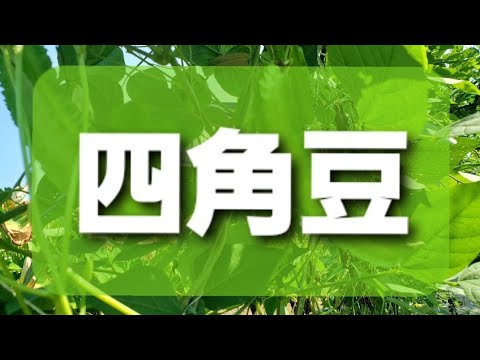 四角豆(神奈川県産)出荷前に自宅で味見(食べ方)