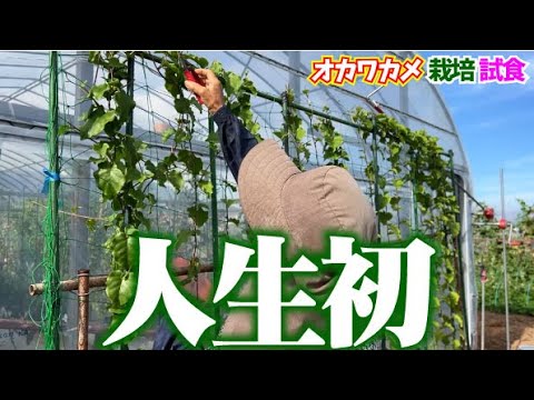 【これは植えないと損】オススメ！食べて感動。手間なく美味しい緑のカーテン。【オカワカメ】