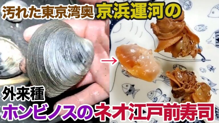 汚れた東京湾奥の外来種「ホンビノス」で握ったネオ江戸前寿司