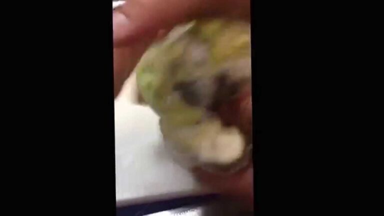 お弁当今日の一品 キャベツと塩昆布の胡麻油和え