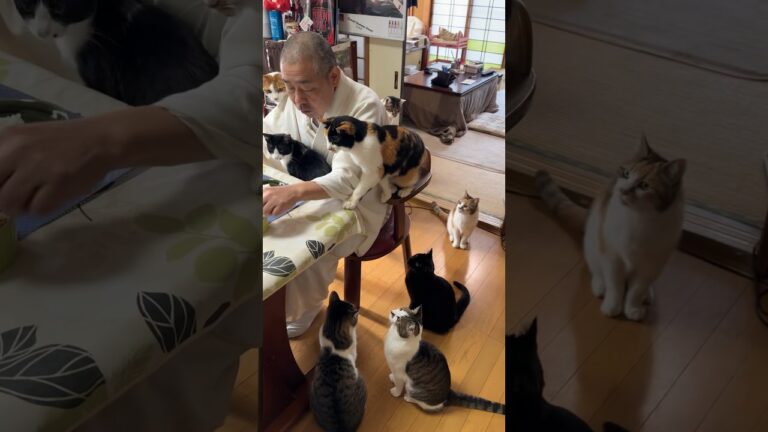 住職の朝ごはん。厚揚げの生姜焼き イカと里芋の煮物 ご飯と味噌汁