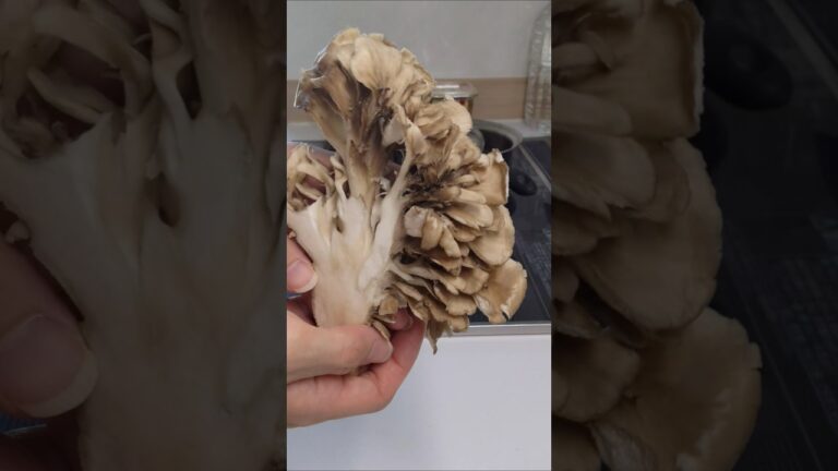 まいたけポタージュ、めちゃくちゃ美味しいよ！ #きのこスープ #簡単料理