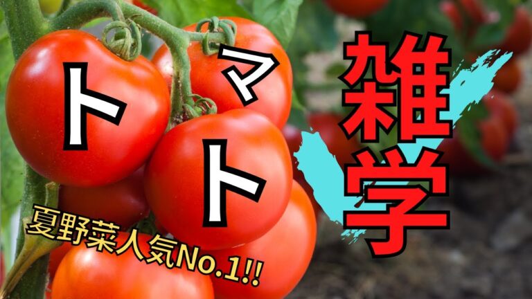 【料理雑学】夏野菜人気NO.1！トマトの雑学。大量消費レシピもあるよ