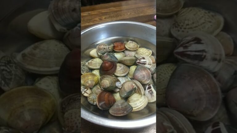 ハマグリ　#蛤　#潮干狩り　#天然　#密漁　#干潮　#酒蒸し　#味噌汁　#お吸物　#活貝　#海鮮　#貝殻　#砂抜き　#海水　#料理　#生物　#活作り　#アサリ　#浅利　#熊手　#海水浴　#海の家