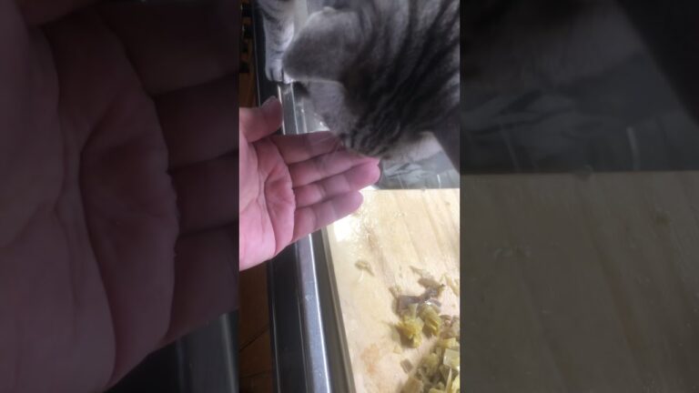 タケノコを食べるぬこ