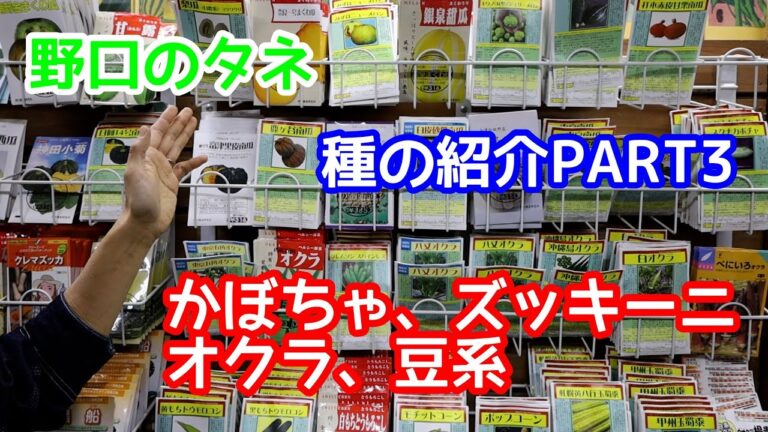 【野口のタネ】お店訪問！固定種タネのちょっとマニアックな話　その３＜かぼちゃ、ズッキーニ、オクラ、豆系＞