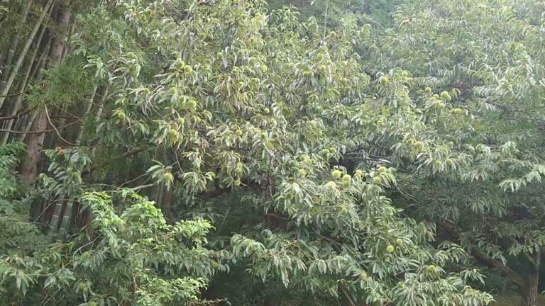 栗スイーツご予約受付け中です