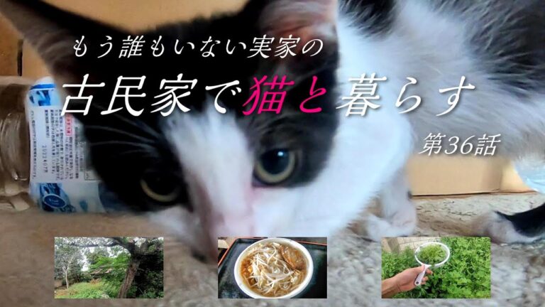 (36話)16年ぶりの帰国でもう誰もいない古民家で一人暮らし。庭の菜園のシソの実で塩漬け。子猫のマオマオとランランの簡単猫タワー。二郎系ラーメン他。【実家の古民家で田舎暮らし、フカセンvlog36】