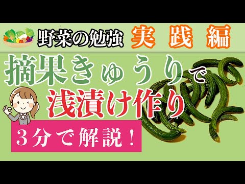 【超簡単】摘果きゅうりで、浅漬けの作り方を解説！誰でもできる。
