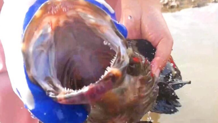 Sharks & Vigorous groupers, lucky to catch crabs and sharks