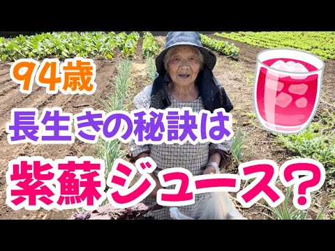【夏バテ予防】94歳が作る紫蘇ジュースで夏を乗り切ろう！