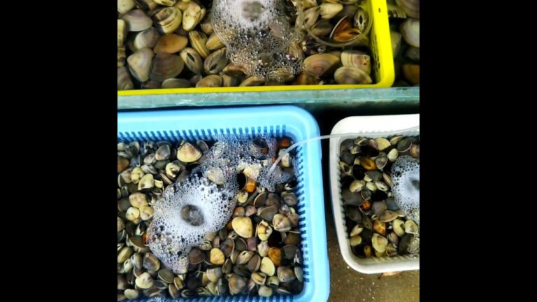 ハマグリの砂抜き