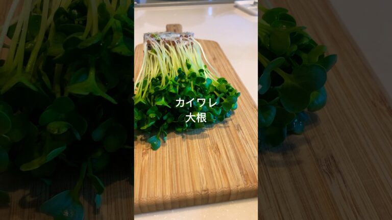カイワレ大根にめんどくさい事はしない#shorts