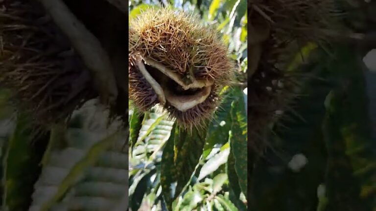 秋の味覚である旬の栗🌰秋の黒い宝石とも呼ばれる‼️今年は豊作〜‼️栗ご飯や栗の渋皮煮は極旨、超まいう～‼️😋💞🥰👍レシピは豊富‼️栗は冷凍して長期保存を〜‼️😋✌️2024(R6)10.2栃木県茂木町