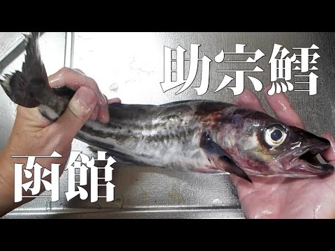函館は魚が安い！！助宗鱈１本１００円