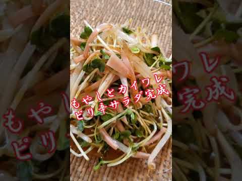 【ちょこっとおつまみ】#77 もやしとカイワレでちょこっと❇もやしとカイワレピリ辛サラダ✴ 無限に食べれる❇