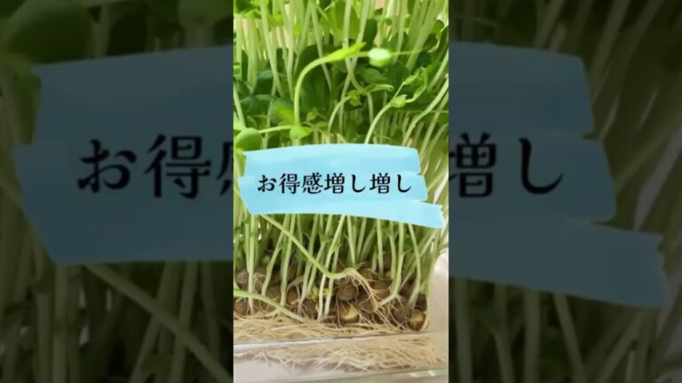 私だけかな？豆苗をここまでして育てるの？伸びきった豆苗を使って作るレシピは…