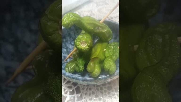 諫早　ししとう　簡単レシピ