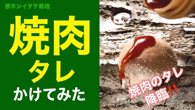 🍄実験🪵成長中の椎茸に「焼肉のタレ」を染み込ませて食べてみた #shorts