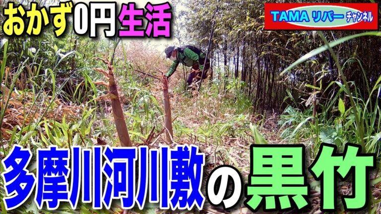 【おかず0円生活】黒竹の竹の子刈り【多摩川河川敷】