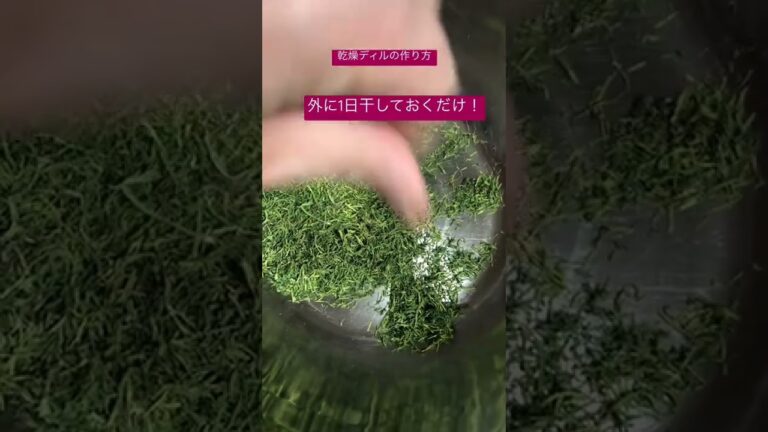 乾燥ディルの作り方　生のディルを1日外に干しておくだけでこんなにパラパラ！香りもいい♪ #shorts #ハーブ