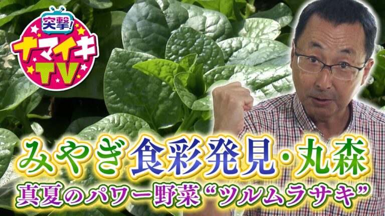 突撃！ナマイキTV「みやぎ食彩発見！―丸森・ツルムラサキ―」
