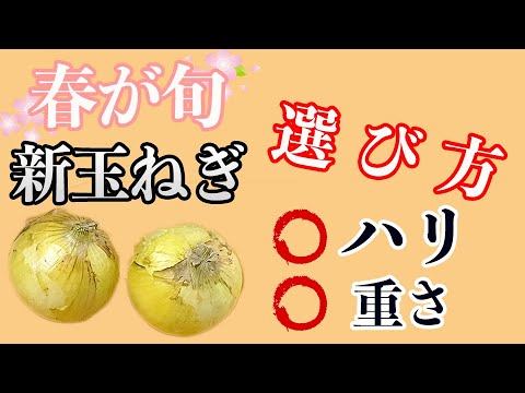 春が旬！新玉ねぎの選び方！先端のハリと重さが重要！