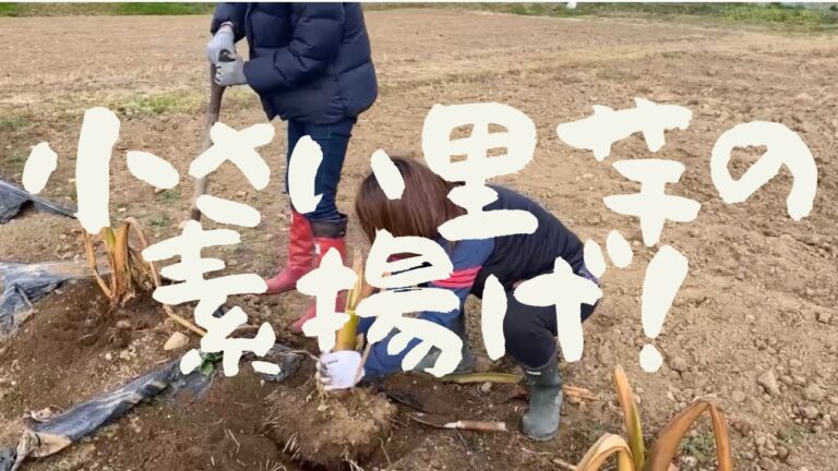 小さい里芋は、皮ごと素揚げにしちゃおう！！　　　　　『里芋ｗｅｅｋ』第１４０話