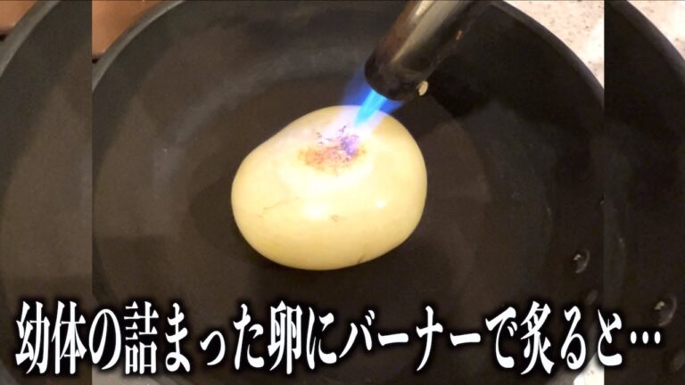 幼体が詰まったタコの卵にバーナーで炙ると。。。#shorts