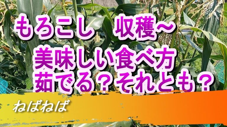 【モロコシ】収穫　美味しい食べ方は　茹でる？