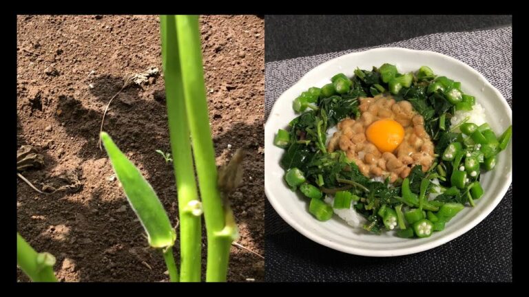 【シンプル】オクラ、モロヘイヤ、ツルムラサキ納豆卵でねばねば丼！【夏バテ予防】