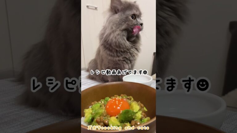 アボカド納豆のユッケ丼with cats
