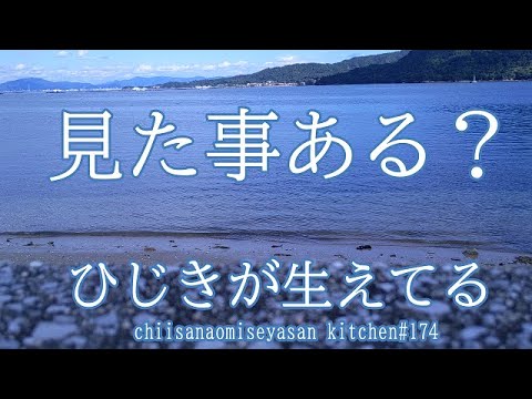 ひじきが生えてるのを見に行こう　食べ方紹介